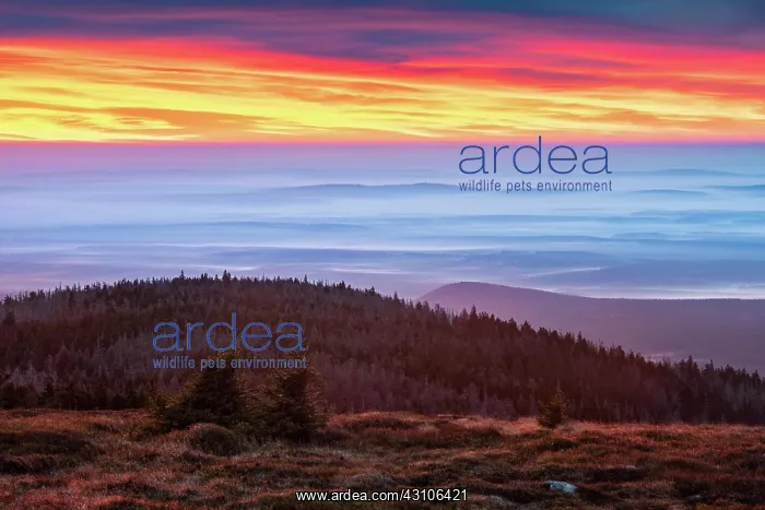 : Dawn on the Brocken, view over hills and forests : Dawn on the Brocken, view over hills and forests
