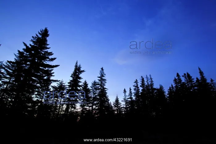 : Dawn at Caribou Pond in Crocker Cirque at : Dawn at Caribou Pond in Crocker Cirque at