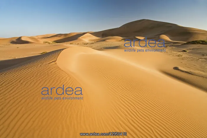 : Dawn in the Dunes : Dawn in the Dunes