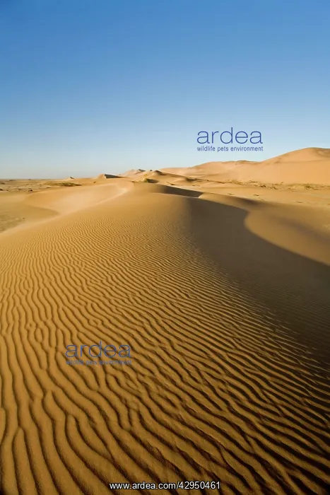 : Dawn in the Dunes : Dawn in the Dunes