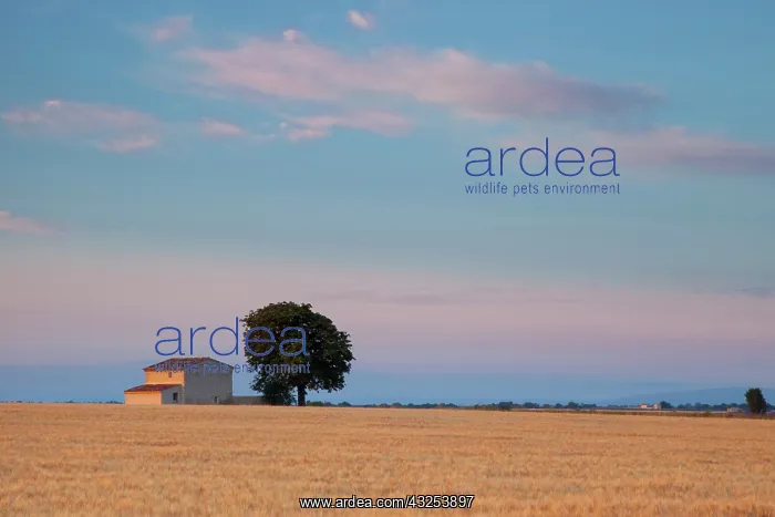 : Dawn over farmhouse and wheat field near : Dawn over farmhouse and wheat field near