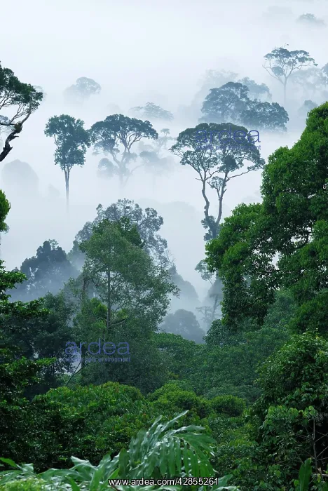 : Dawn fog at lowland rainforest : Dawn fog at lowland rainforest