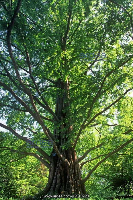 : Dawn Redwood Tree : Dawn Redwood Tree