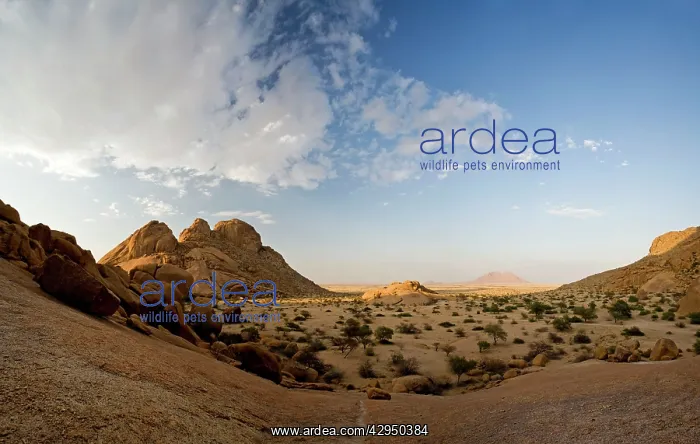 : Dawn in the Spitzkoppe Valley : Dawn in the Spitzkoppe Valley