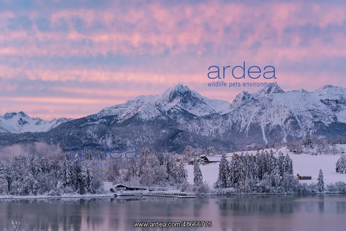 : Dawn and sunrise at the wintry Forggensee in a snow-covered : Dawn and sunrise at the wintry Forggensee in a snow-covered