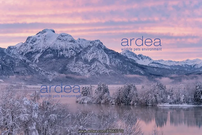 : Dawn and sunrise at the wintry Forggensee in a snow-covered : Dawn and sunrise at the wintry Forggensee in a snow-covered