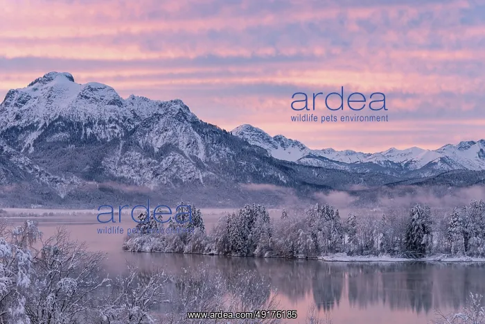 : Dawn and sunrise at the wintry Forggensee in a snow-covered winter landscape in the foothills of the Alps : Dawn and sunrise at the wintry Forggensee in a snow-covered winter landscape in the foothills of the Alps