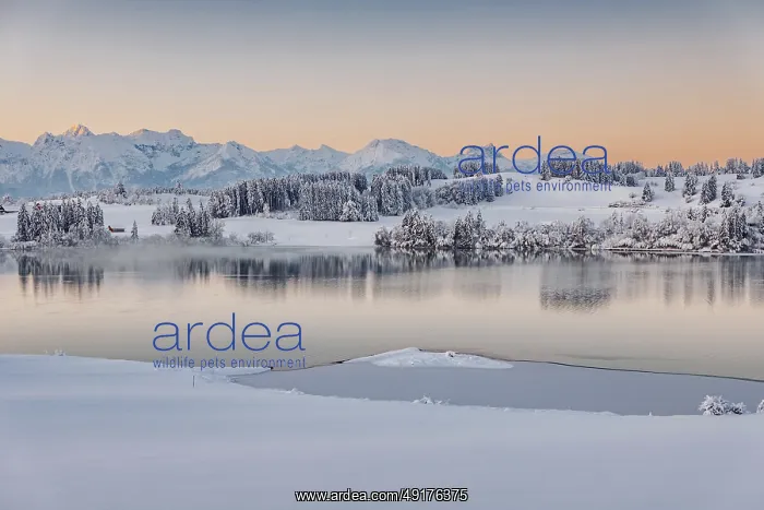 : Dawn and sunrise at the wintry Forggensee in a snow-covered winter landscape in the foothills of the Alps : Dawn and sunrise at the wintry Forggensee in a snow-covered winter landscape in the foothills of the Alps