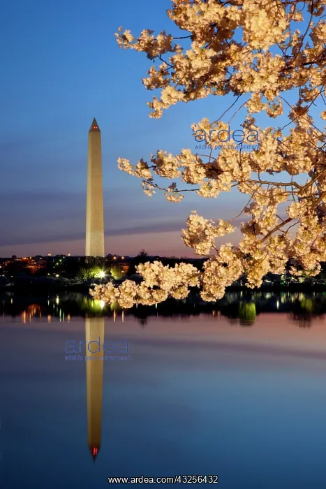 : Dawn at the Tidal Basin with blossoming : Dawn at the Tidal Basin with blossoming