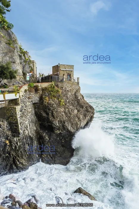 : Dawn Tower overlooking the sea in Monterosso al : Dawn Tower overlooking the sea in Monterosso al
