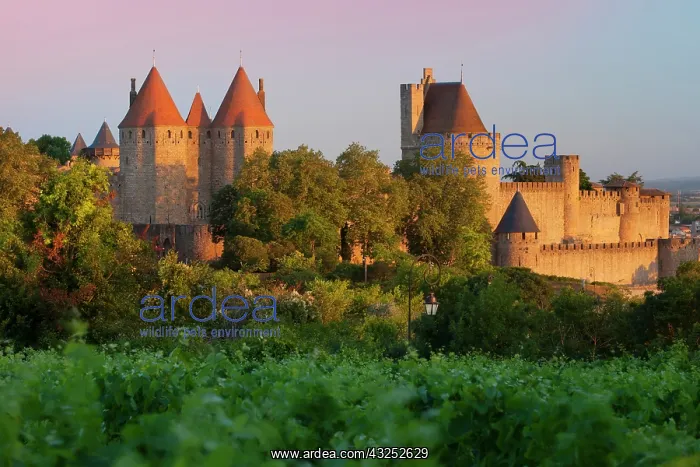 : Dawn in a vineyard overlooking la Cite Carcassonne : Dawn in a vineyard overlooking la Cite Carcassonne