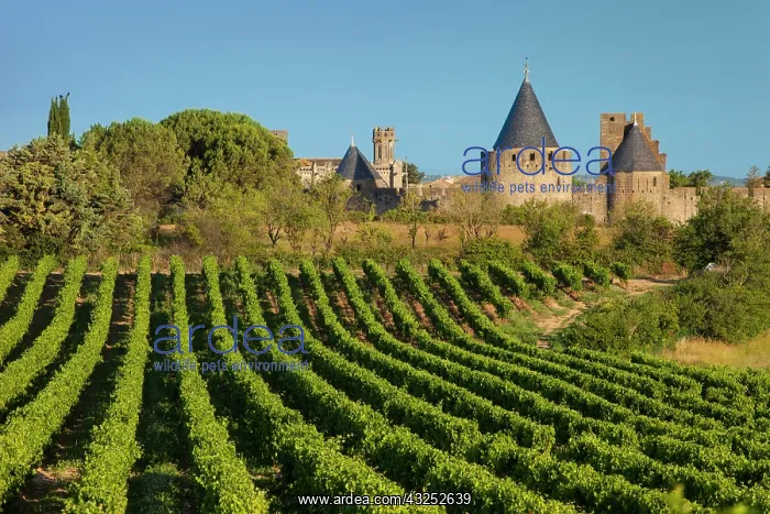 : Dawn in a vineyard overlooking la Cite Carcassonne : Dawn in a vineyard overlooking la Cite Carcassonne
