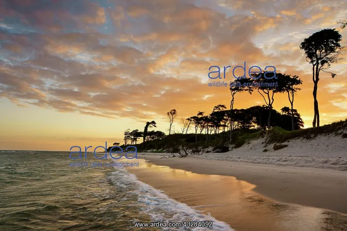 : Dawn at the western beach Dar&, x7ec; Western Pomerania : Dawn at the western beach Dar&, x7ec; Western Pomerania