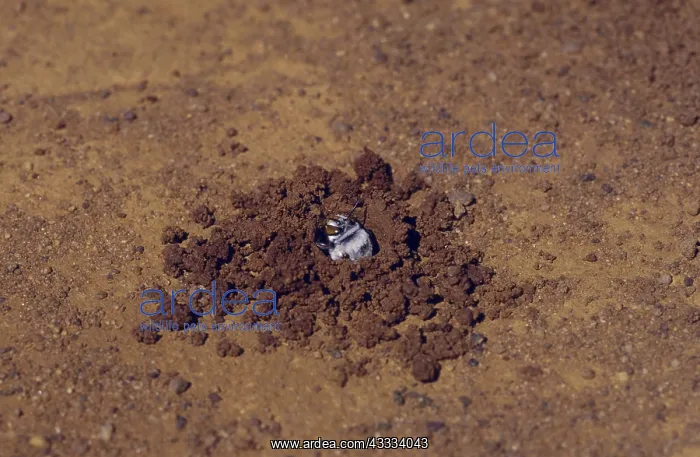 : Dawsons Burrowing Bee : Dawsons Burrowing Bee