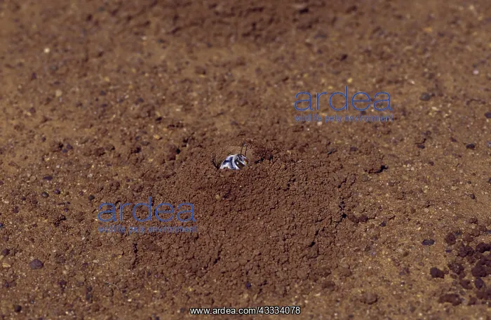 : Dawsons Burrowing Bee, Australia : Dawsons Burrowing Bee, Australia