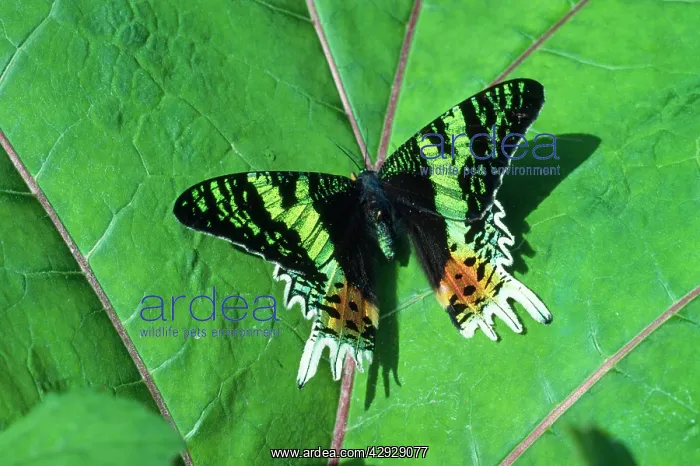 : Day Flying MOTH : Day Flying MOTH