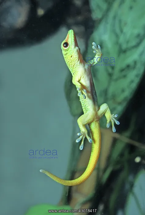 : Day Gecko. Day gecko (Phelsuma sp.) with adhesive toe pads used to climb : Day Gecko. Day gecko (Phelsuma sp.) with adhesive toe pads used to climb