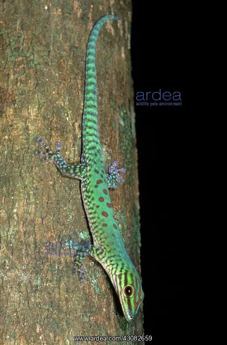 : Day Gecko. Seipp's day gecko (Phelsuma seippi) : Day Gecko. Seipp's day gecko (Phelsuma seippi)