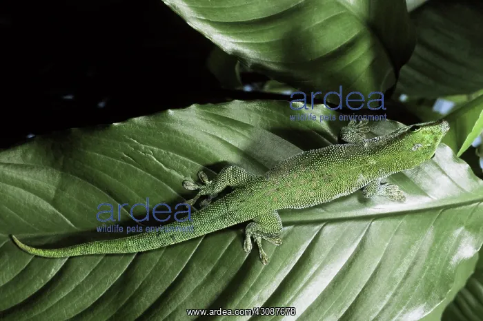 : Day Gecko. Day gecko (Phelsuma sp.) on green leaf, Madagascar : Day Gecko. Day gecko (Phelsuma sp.) on green leaf, Madagascar