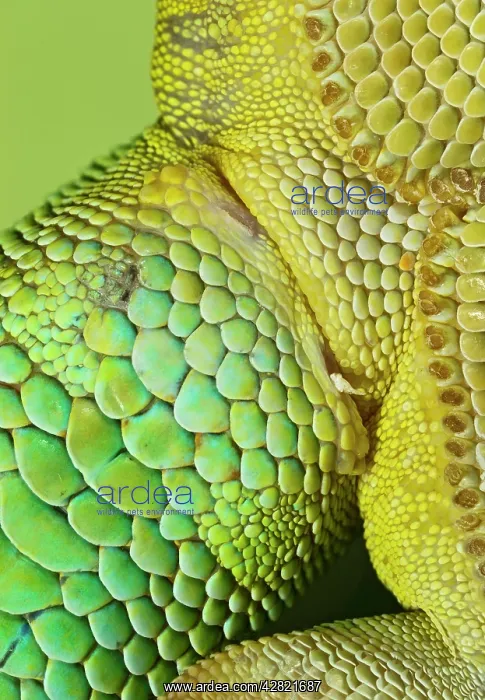 : Day Gecko - close up : Day Gecko - close up