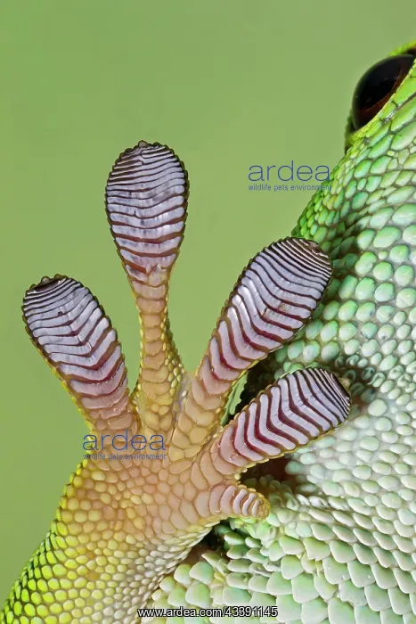 : Day Gecko - close up of foot : Day Gecko - close up of foot
