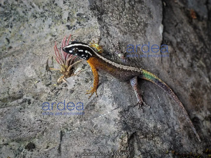 : Day gecko (Gonatodes atricucullatus), Peru : Day gecko (Gonatodes atricucullatus), Peru