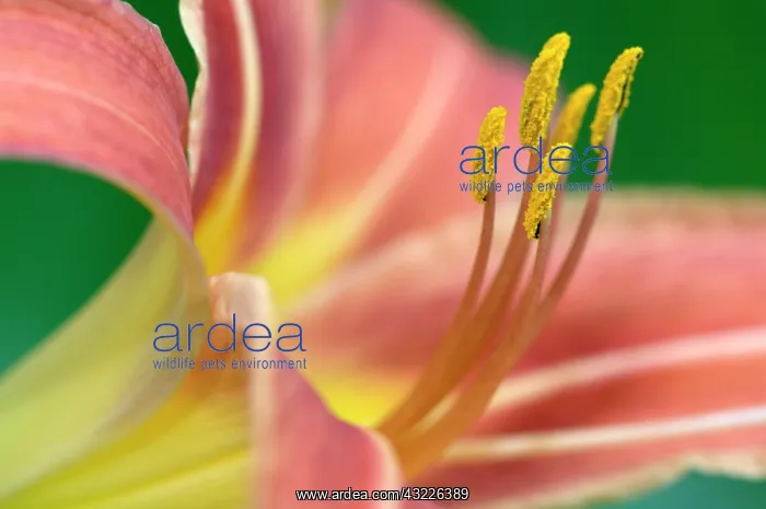 : Day Lily, (Hemerocallis fulvia), Lily family : Day Lily, (Hemerocallis fulvia), Lily family
