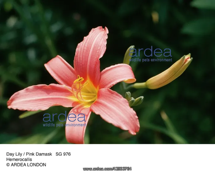 : Day Lily / Pink Damask : Day Lily / Pink Damask