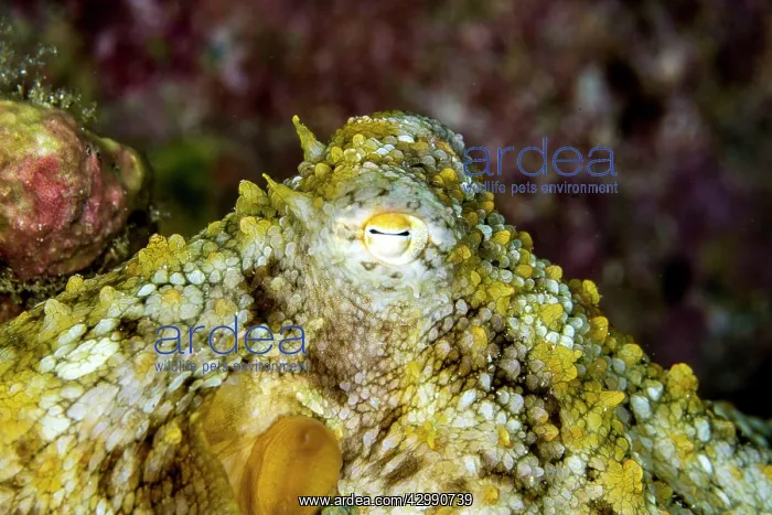 : Day Octopus : Day Octopus