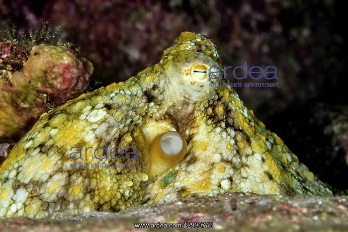 : Day Octopus : Day Octopus
