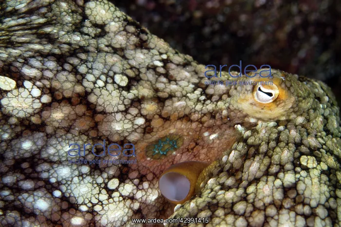 : Day Octopus : Day Octopus