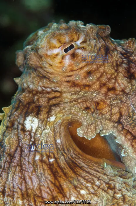 : Day Octopus : Day Octopus