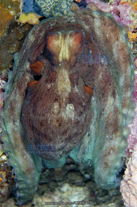 : Day Octopus - Batu Mandi dive site, Bangka Island : Day Octopus - Batu Mandi dive site, Bangka Island