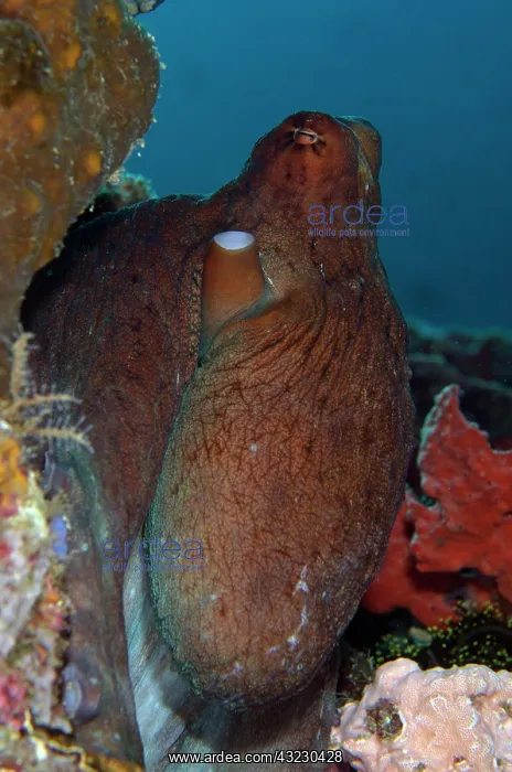 : Day Octopus - Batu Mandi dive site, Bangka Island : Day Octopus - Batu Mandi dive site, Bangka Island