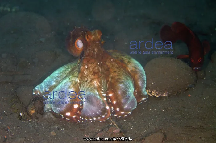 : Day Octopus - cooperativly hunting by extending : Day Octopus - cooperativly hunting by extending