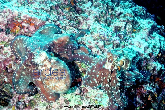 : Day octopus, pair mating. The male, right, extends : Day octopus, pair mating. The male, right, extends