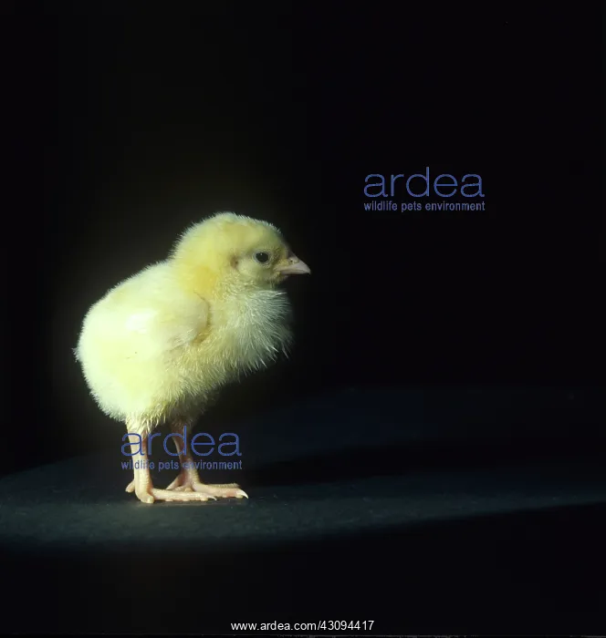 : Day old chick against a black background : Day old chick against a black background