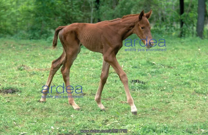 : Three Day Old Colt : Three Day Old Colt