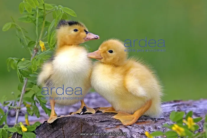 : Two few day old Ducklings sitting together on wood : Two few day old Ducklings sitting together on wood