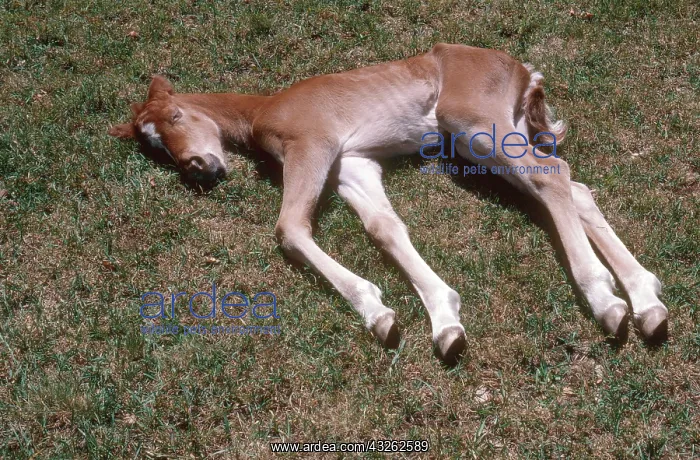 : Day-Old Morgan Horse Filly : Day-Old Morgan Horse Filly