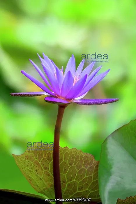 : Day water lily : Day water lily
