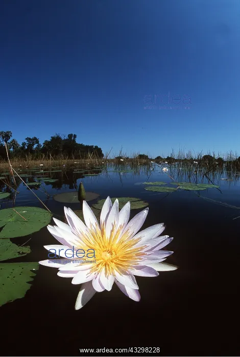 : DAY WATERLILY - close-up on water : DAY WATERLILY - close-up on water