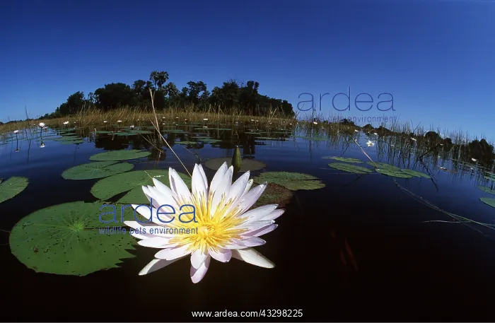 : DAY WATERLILY - close-up, water scenic : DAY WATERLILY - close-up, water scenic