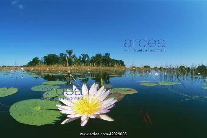 : DAY WATERLILY - in lake, in foreground : DAY WATERLILY - in lake, in foreground