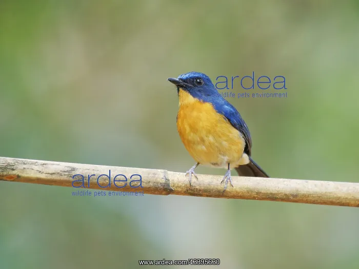 : Dayak Blue Flycatcher Cyornis montanus Sabah, Ma : Dayak Blue Flycatcher Cyornis montanus Sabah, Ma
