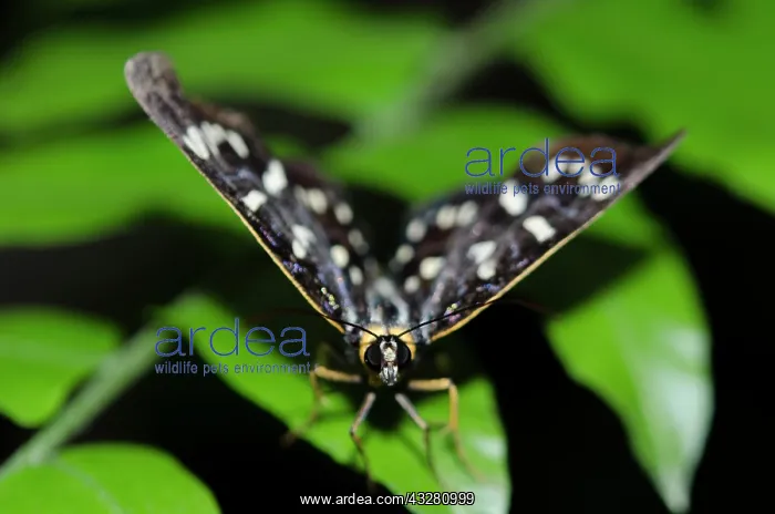 : Dayflying Moth - on leaf - Klungkung, Bali, Indonesia : Dayflying Moth - on leaf - Klungkung, Bali, Indonesia