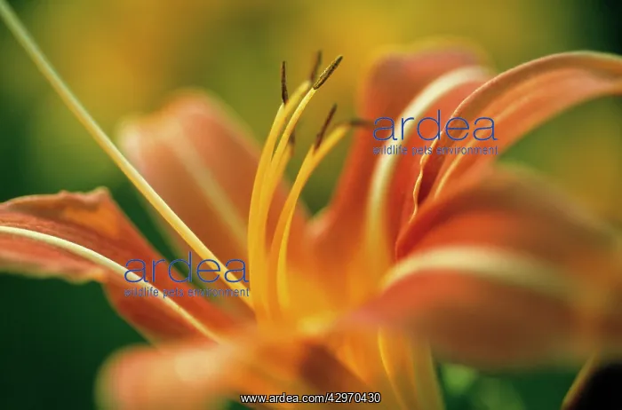 : Daylily, Hemerocallis : Daylily, Hemerocallis