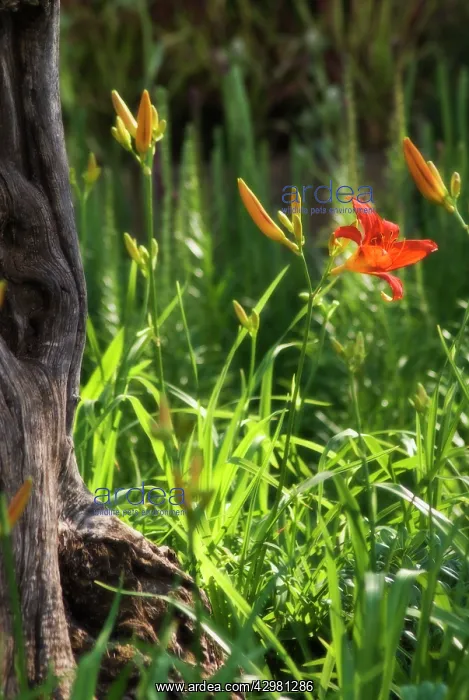 : Daylily, orange, Hemerocallis fulva : Daylily, orange, Hemerocallis fulva