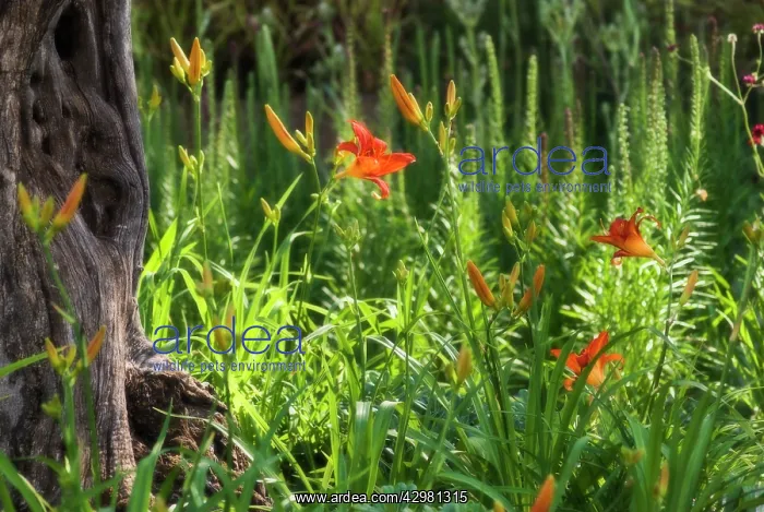 : Daylily, orange, Hemerocallis fulva : Daylily, orange, Hemerocallis fulva