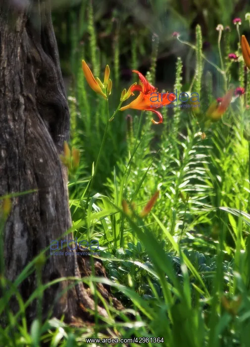 : Daylily, orange, Hemerocallis fulva : Daylily, orange, Hemerocallis fulva